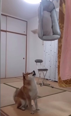 座って文句を言う柴犬