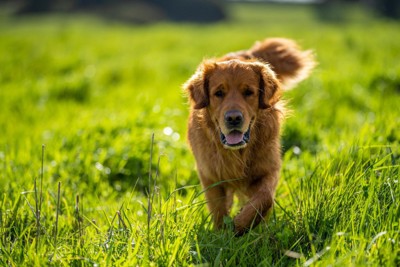 草むらで遊びまわる犬