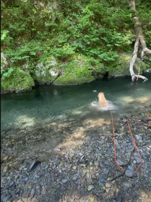 水に入る犬