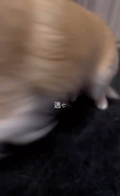 寝起きのありすちゃん8