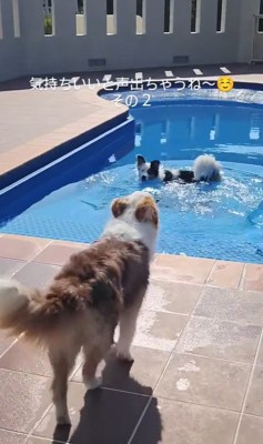プールで遊ぶ二匹のボーダーコリー