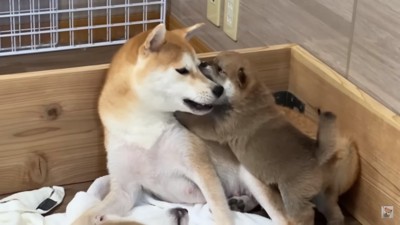 お口を大きくあける子犬