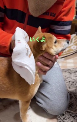 豆柴のすずちゃん