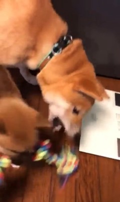 もずく君とわさび君の変化2