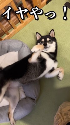 再びゴロ～ン