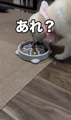 思ってたのと違う