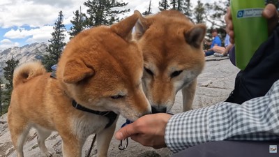 仲良く水分補給