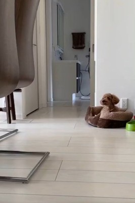 飼い主さんを見るりゅっくちゃん