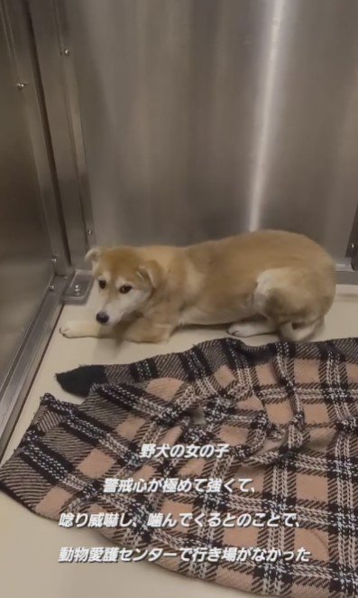 警戒心が強い野犬の女の子