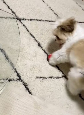 ベルを見つけたよもぎくん