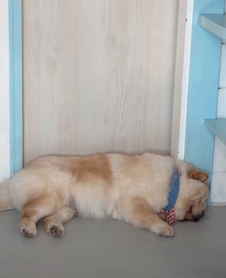 寝落ちした犬