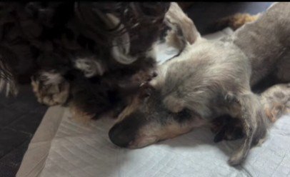 ぷりんちゃんに愛を伝える