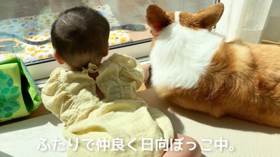 仲良く並んで日向ぼっこ中