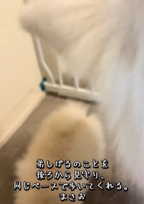 見つめる犬2