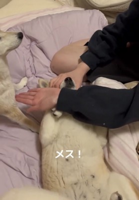 前脚を求められる犬
