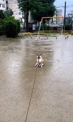 雨の日のお散歩