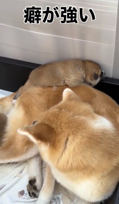 母犬の背中で眠る子犬