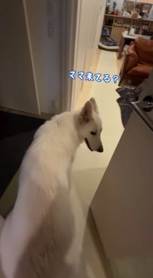 部屋に入りながら飼い主をふり返る犬