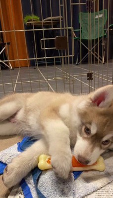 まるでぬいぐるみ♡