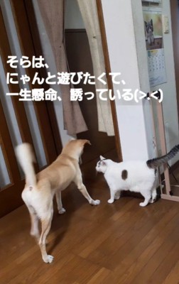 にゃんちゃんと遊びたい！