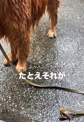 葉っぱでも動かないチェスターくん