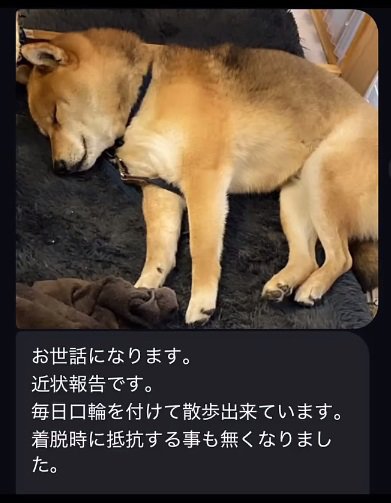 眠る柴犬