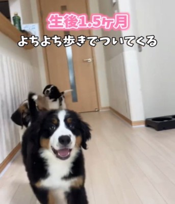 歩く犬