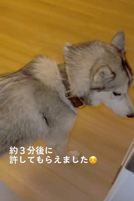 しぶしぶのセナくん