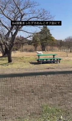 オフ会でのダンボくんたちの様子