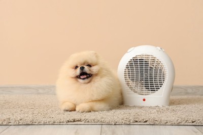 ヒーターの隣に座る犬