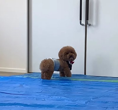 ブルーシートの上で振り向く犬