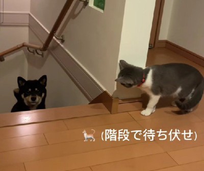 待ち伏せするはなちゃん