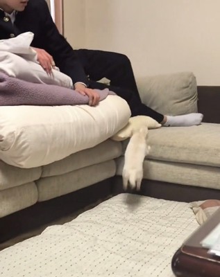 ソファに前足を伸ばす犬
