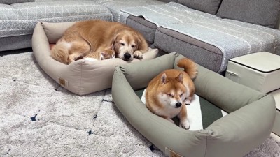 猫さんもやってきた