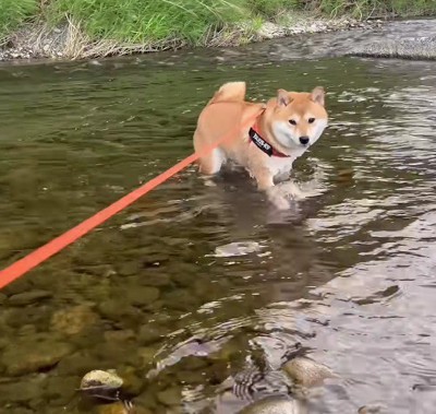 川遊びを楽しむわんこ