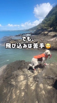 方向転換をして男性を見つめる犬