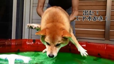 エア犬かきする花子ちゃん