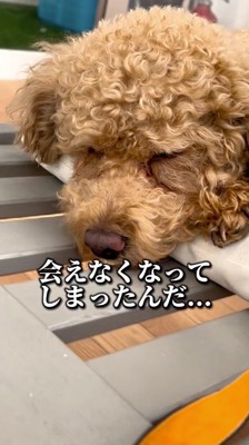 目をつむる犬