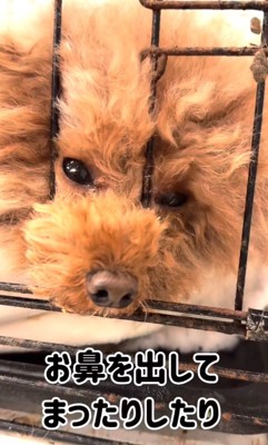 ケージから鼻を出す犬