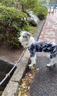 川上が気になる