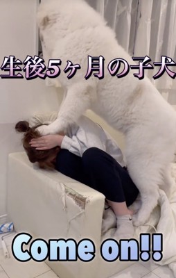 妹さん潰れちゃうよ!