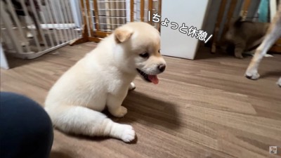 生後35日目の赤ちゃん犬たち2