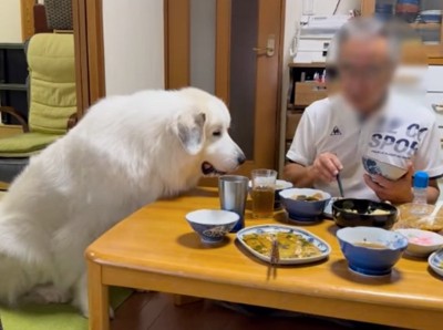 息を荒くする超大型犬