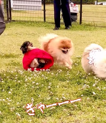 びっくりした表情の犬