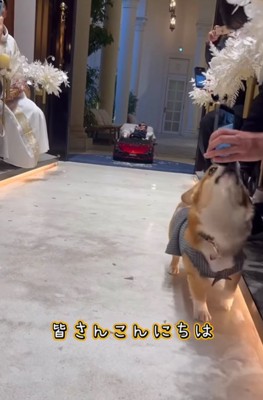 参列者へ挨拶する中型犬