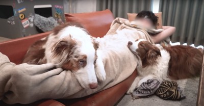 飼い主の脇腹にアゴを乗せている犬と足に上半身を乗せている犬