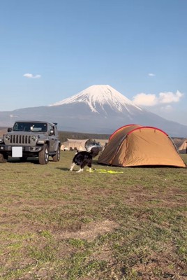 後ろを振り返る犬