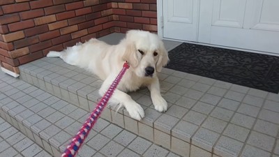 車に乗るのを拒否するギンちゃん4