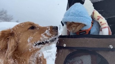 よもぎちゃん＆だいず君の雪への反応7