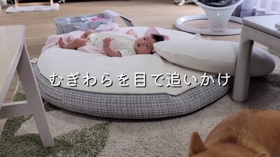 犬たちに視線を向け始めた